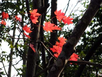 momiji