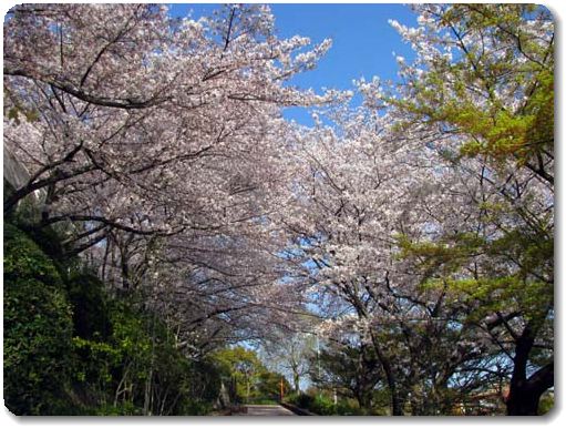 sakura