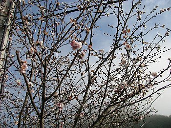 sakura