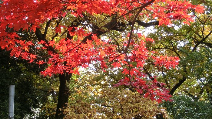 momiji