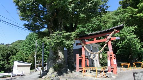 keyaki