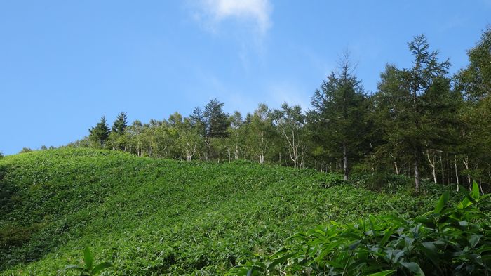 utukushi