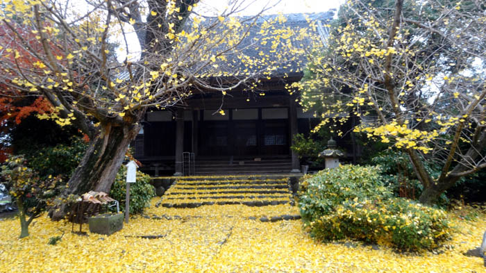 イチョウ（愛知県稲沢市祖父江町内一帯）