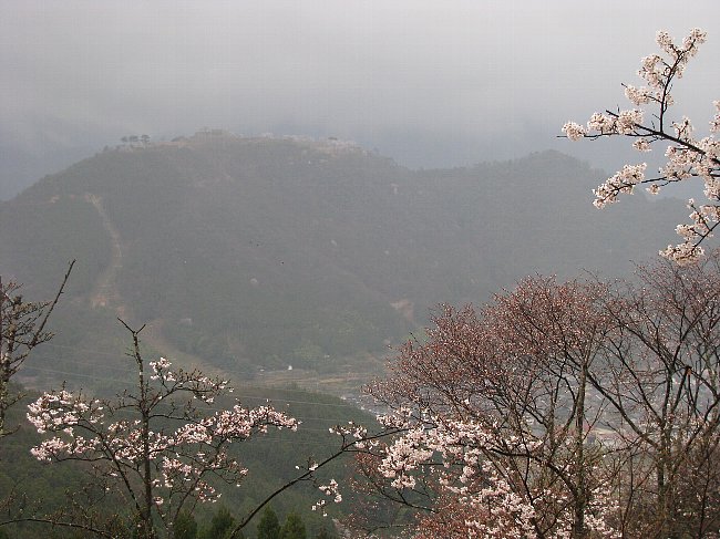 sakura