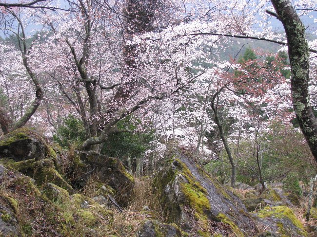 sakura