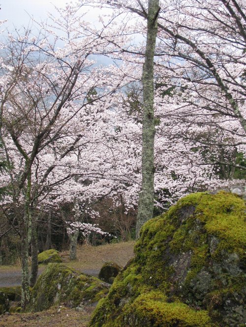sakura
