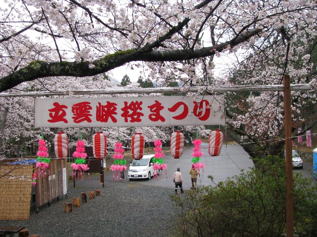 sakura
