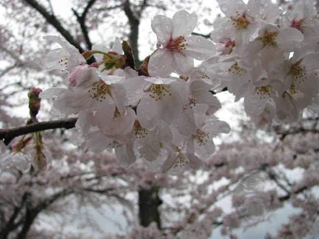 sakura